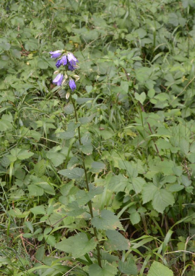 Campanula trachelium